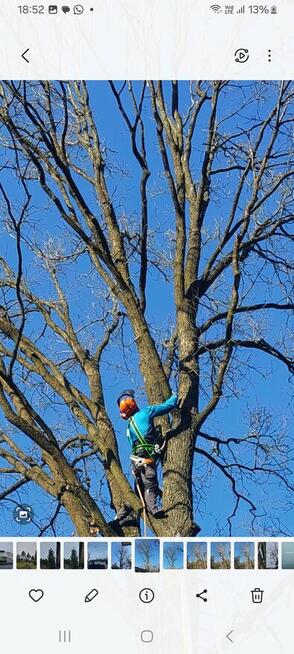 Zakładanie ogrodów. Usługi brukarskie. Wycinka drzew
