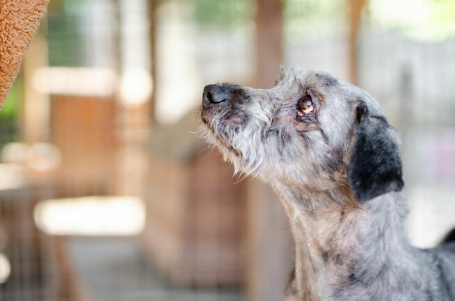 Misiek - przyjazny, wesoły psiak szuka domu!