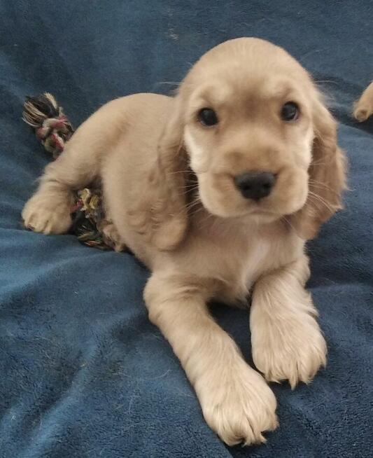 Cocker spaniel angielski szczeniaki