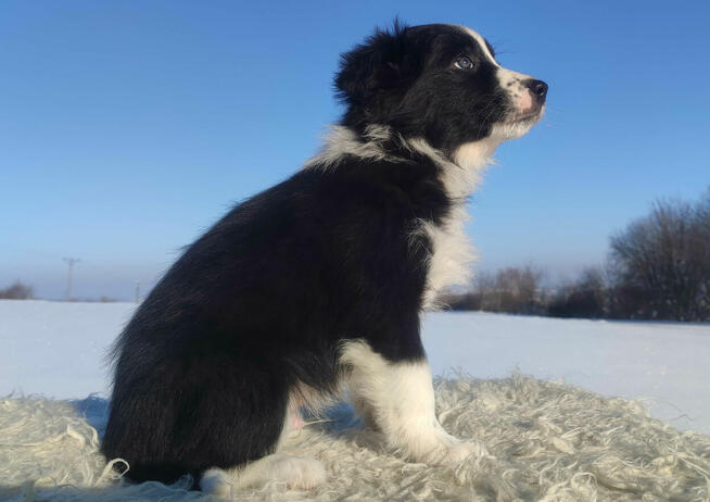 Szczeniak BORDER COLLIE z prof. Hodowli, Pies z pełną dok.