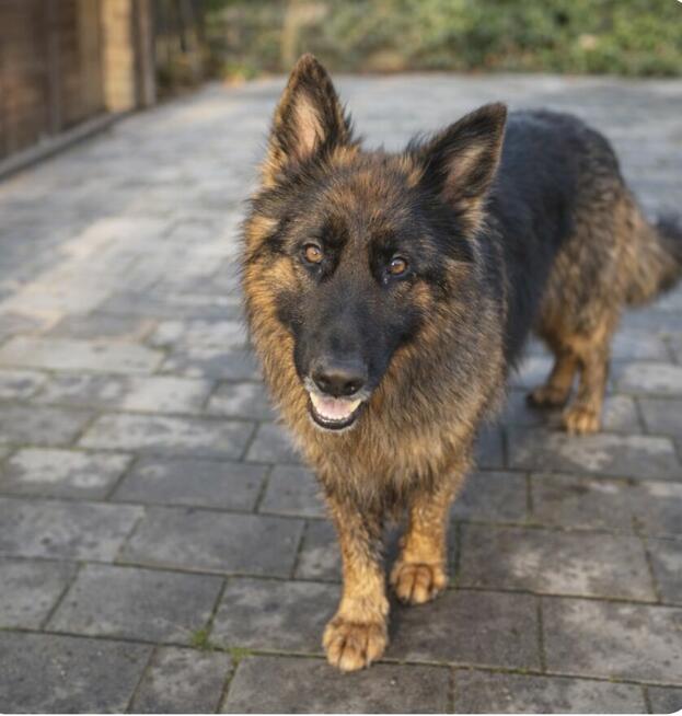 Owczarek niemiecki długowłosy - sprzedam!