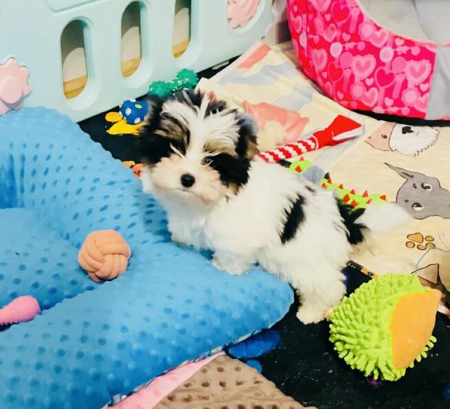 York Biewer - mega cudeńko dla mocno wymagających.