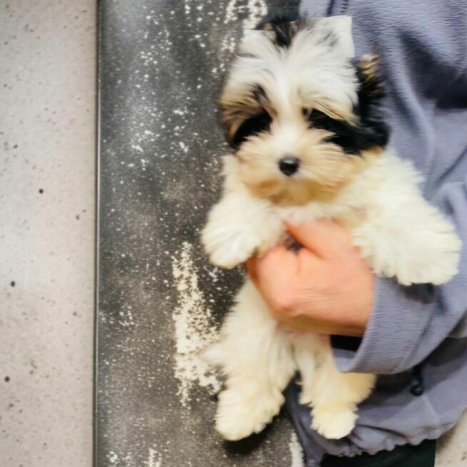 York Biewer - mega cudeńko dla mocno wymagających.