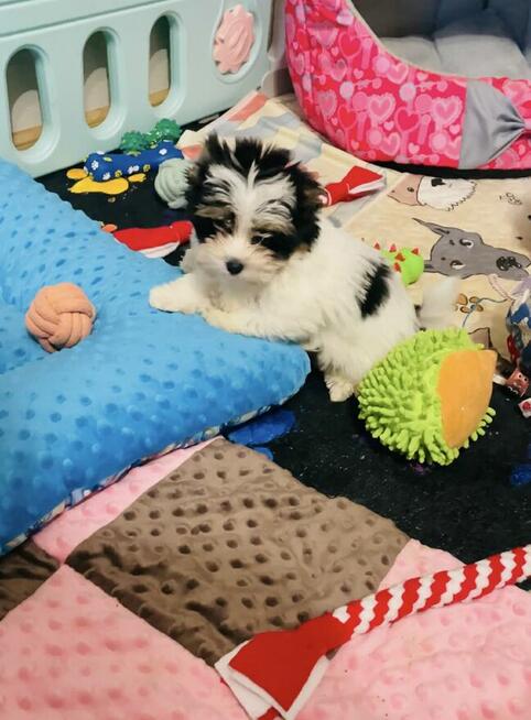 York Biewer - mega cudeńko dla mocno wymagających.