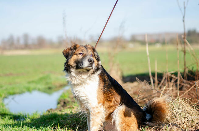 Uśmiechnięty Beet, super psiak szuka domu!