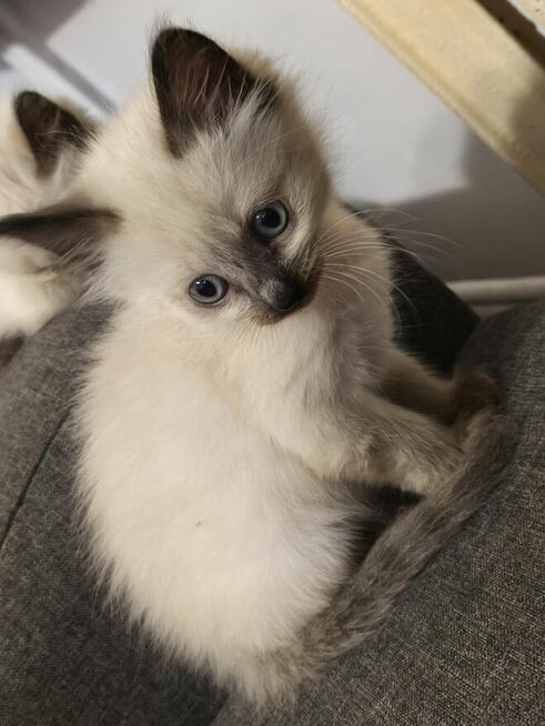 Sprzedam koty syjamskie starego typu