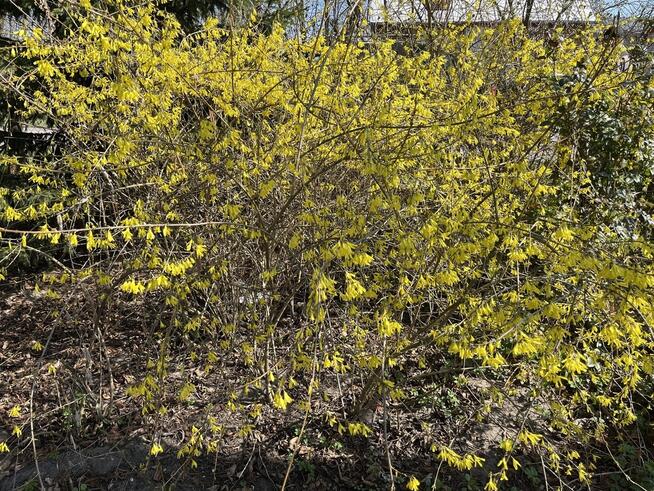 Działka 0,21 ha w Kaliszanach Kolonii gm. Józefów.