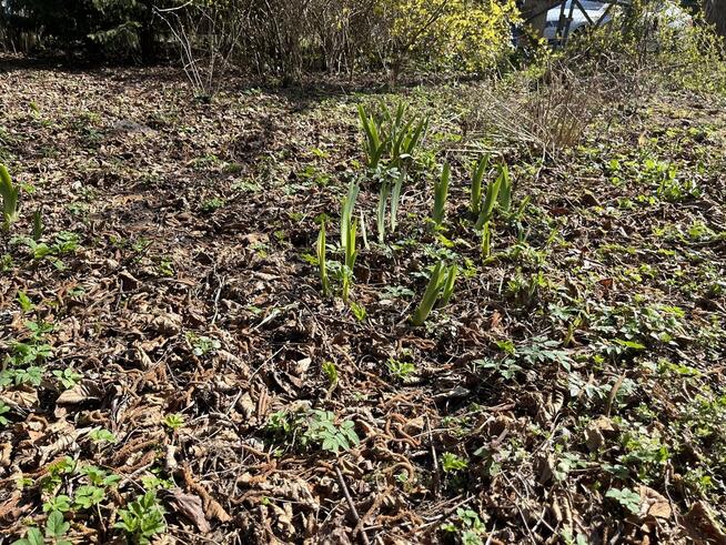 Działka 0,21 ha w Kaliszanach Kolonii gm. Józefów.