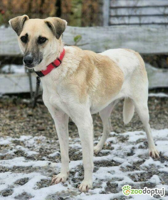 NOA - spragniona uwagi człowieka, kochana sunia szuka domu