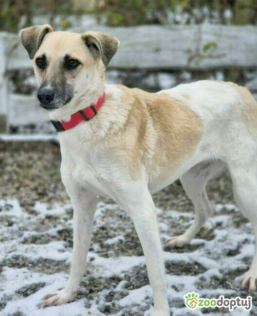 NOA - spragniona uwagi człowieka, kochana sunia szuka domu