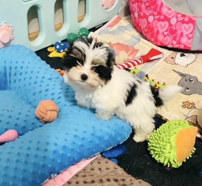 York Biewer - mega cudeńko dla mocno wymagających.