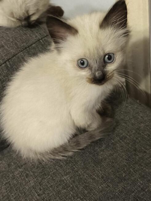 Sprzedam koty syjamskie starego typu