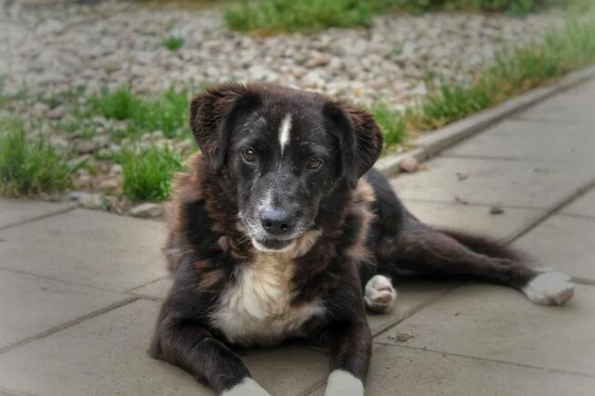 Wania - kochany psiak szuka domu!