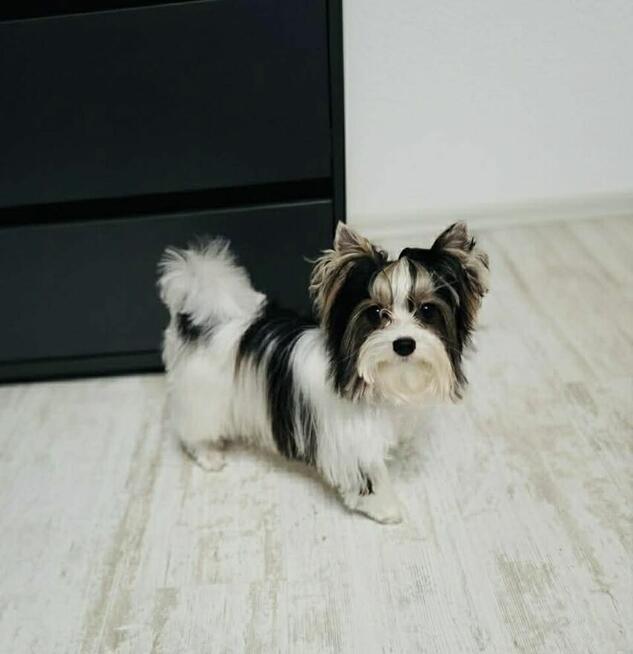 York Biewer - mega cudeńko dla mocno wymagających.