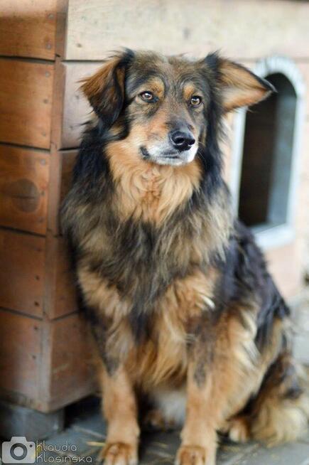 Wyjątkowy Robin szuka wyjątkowego domu