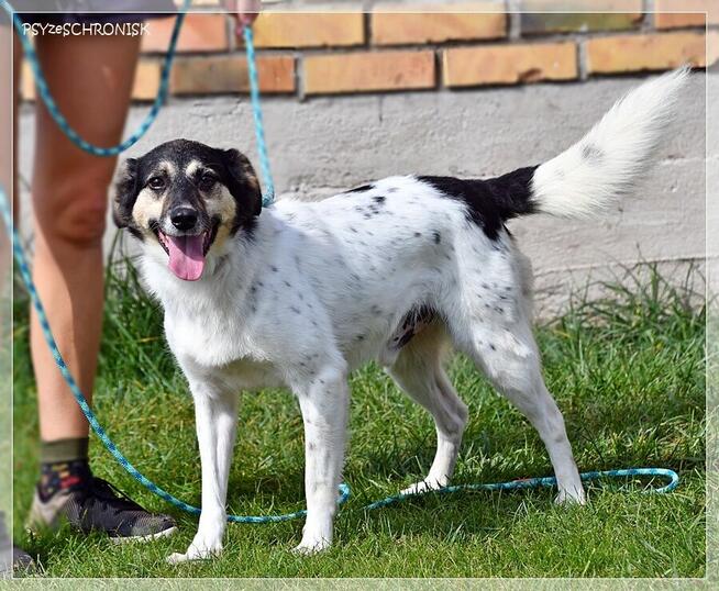 Exit – radosny kundelek już 3 lata czeka na Ciebie