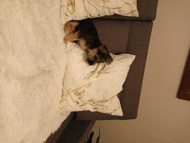 Trzy śliczne szczeniaki