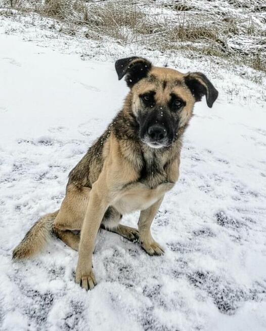 Wąsik – duży pies z ogromnym sercem
