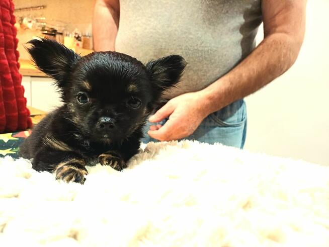 Chihuahua Dziewczynka Długowłosa Prześliczna