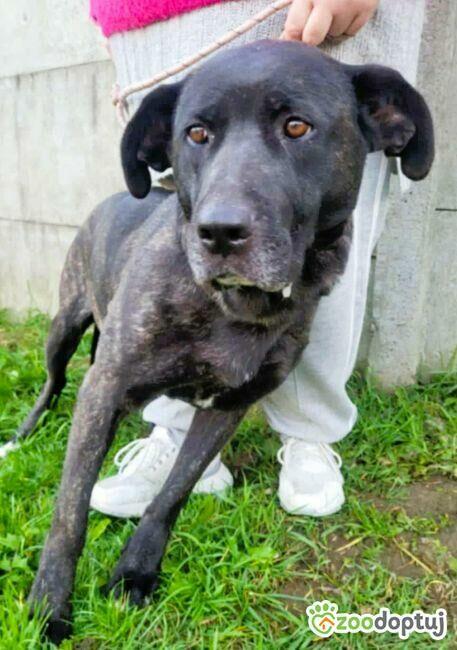 FIBI - piękna delikatna sunia szuka domu