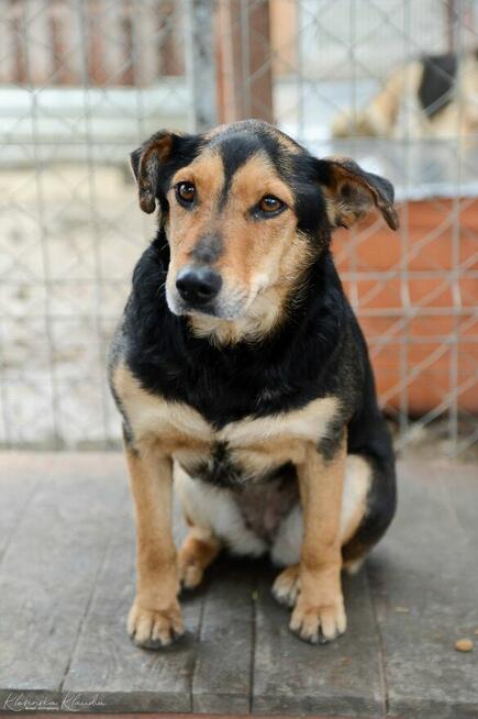 Tedzia - wesoła, niskopodwoziowa sunia!