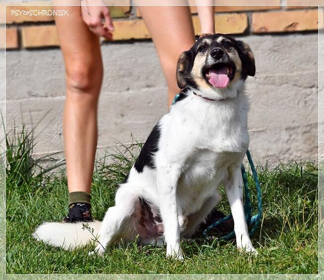 Exit – radosny kundelek już 3 lata czeka na Ciebie