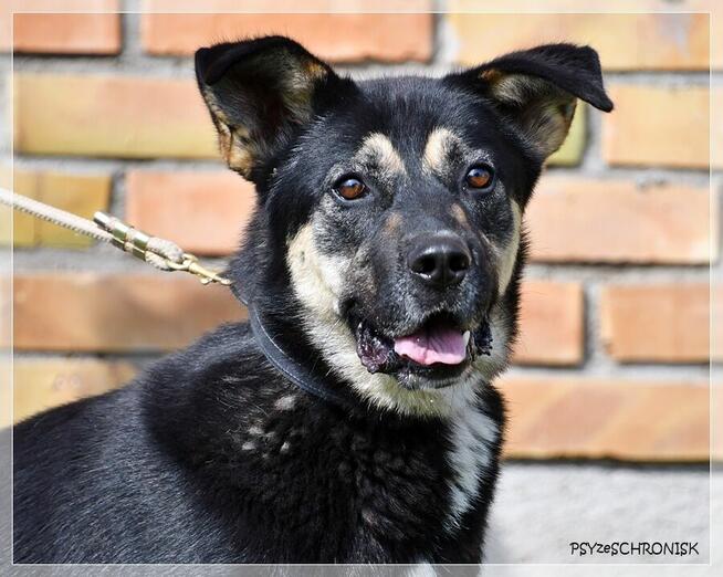 Bayer – jeszcze nie wie, że jest już dorosłym pieskiem