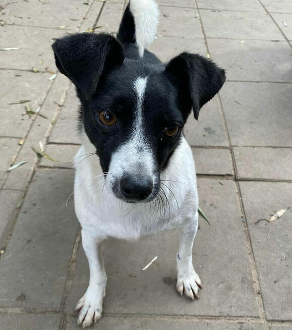 Kazia - niewielka, delikatna sunia szuka domu!