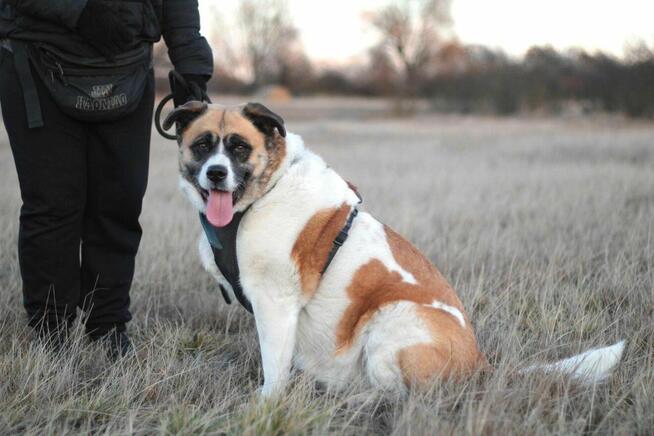 Oszałamiająca suczka Szakira