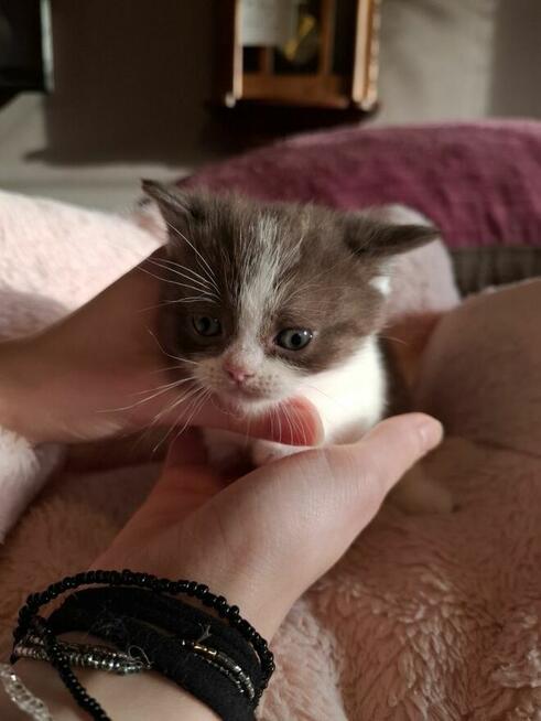 Kot Brytyjski kocurek