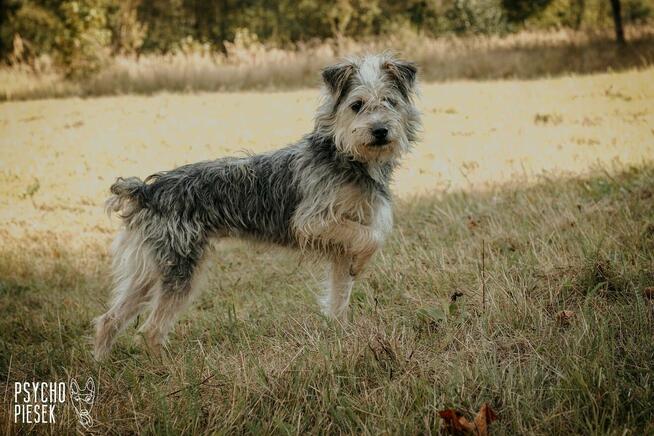 Kudłata spokojna suczka Holly