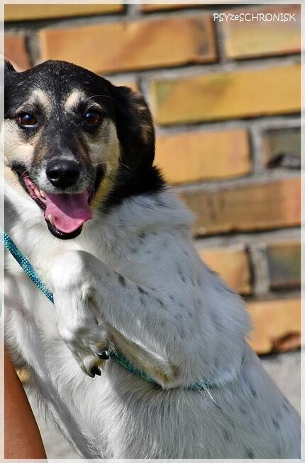 Exit – radosny kundelek już 3 lata czeka na Ciebie