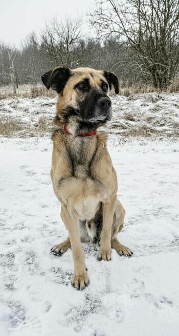 Wąsik – duży pies z ogromnym sercem