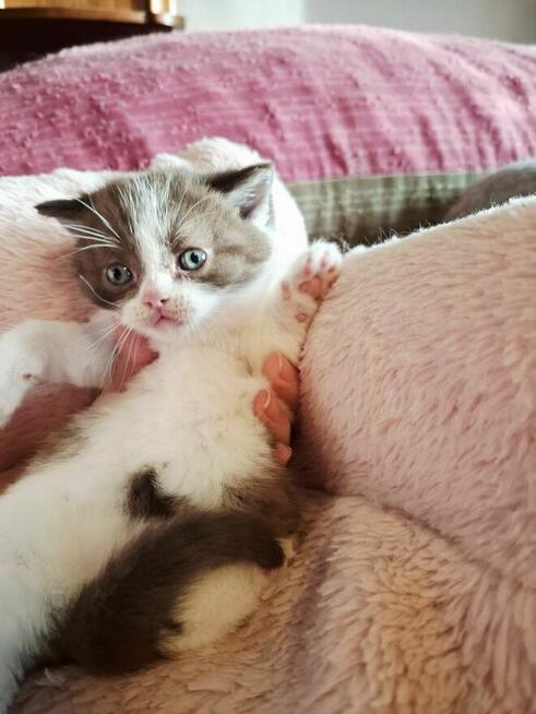 Kot Brytyjski kocurek