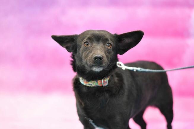 Mała Dejzi szuka rodzinki do pokochania!