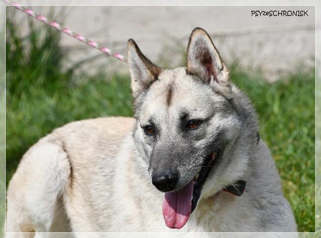 Dante – inteligentny, cudownie współpracujący pies północy