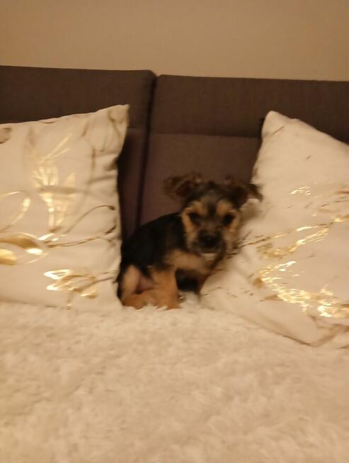 Trzy śliczne szczeniaki