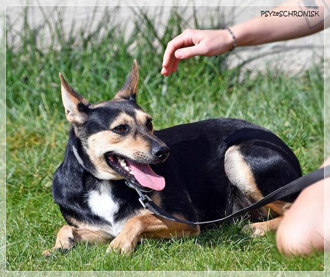 Erni – łagodny, lękliwy psiak szuka spokojnego domu