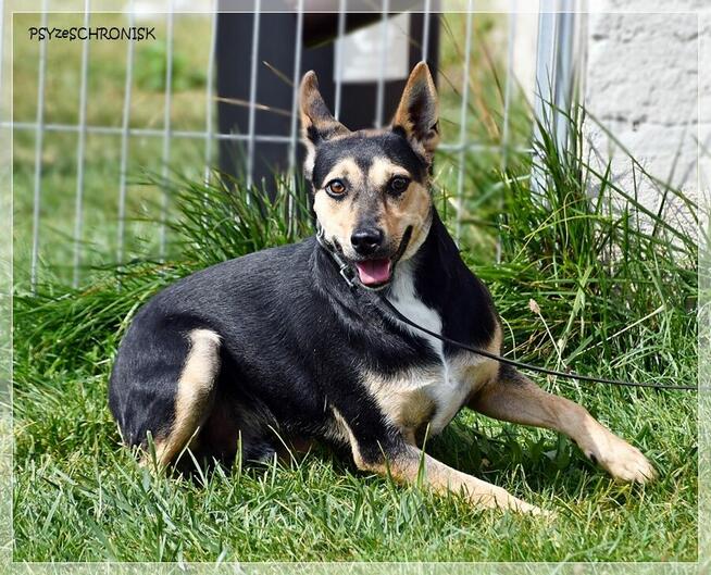 Erni – łagodny, lękliwy psiak szuka spokojnego domu