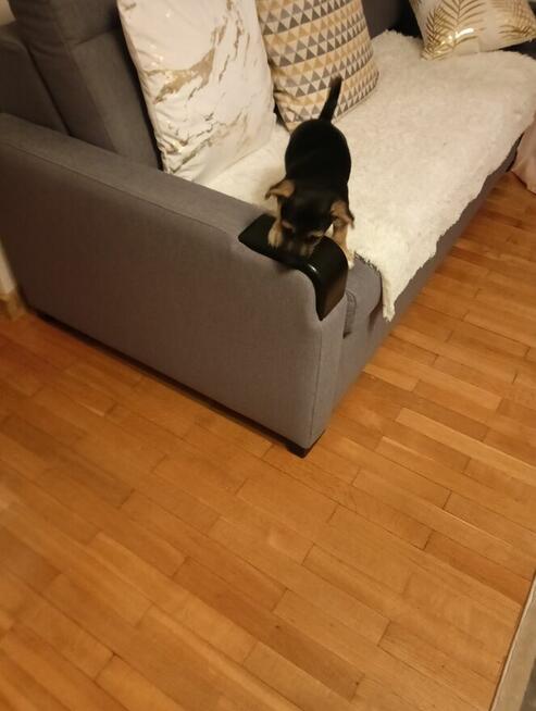 Trzy śliczne szczeniaki