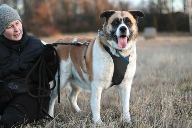 Oszałamiająca suczka Szakira