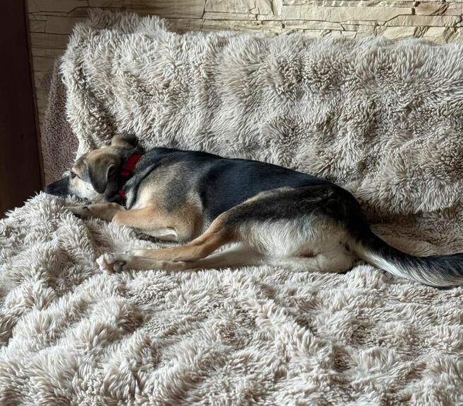 Cudowna młodziuteńka sunia szuka domu pełnego miłości