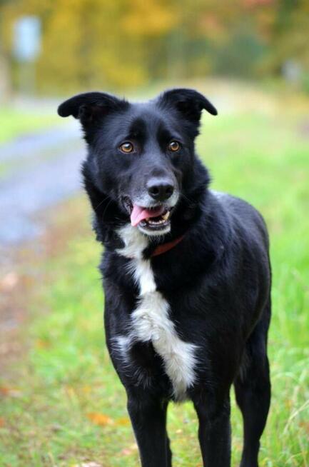 Elegancki psiak Bond szuka domu!