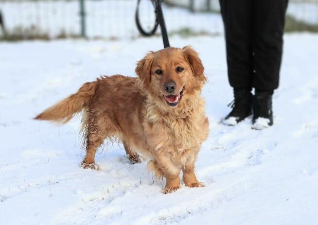 Ruda – małe słoneczko szuka domu!