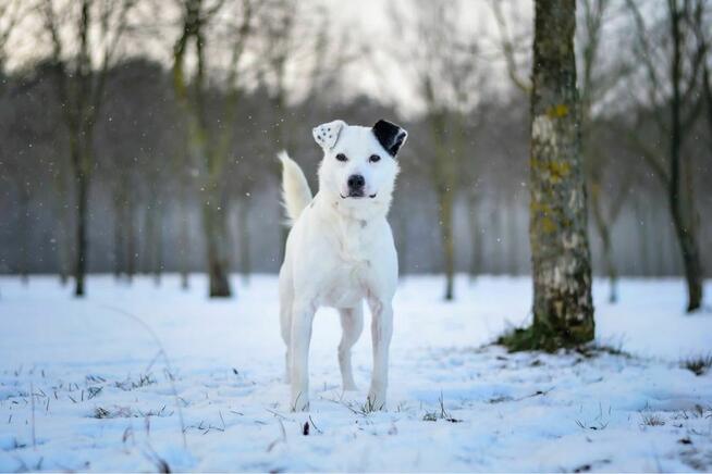 Feniks-biało czarny porzucony pies czeka ma dom-adopcja