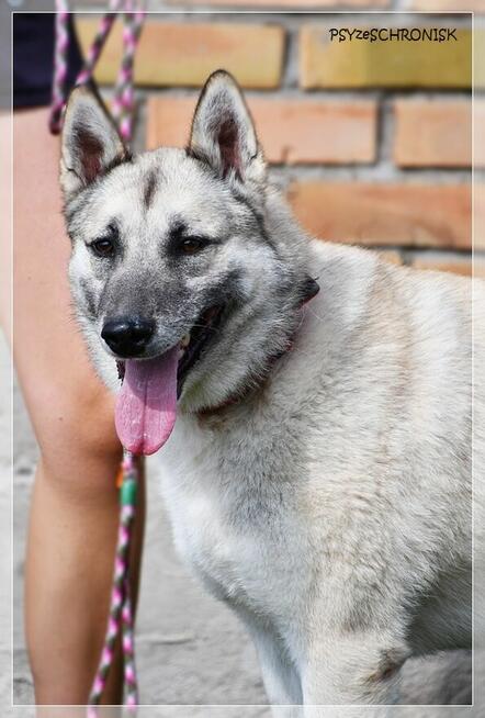 Dante – inteligentny, cudownie współpracujący pies północy