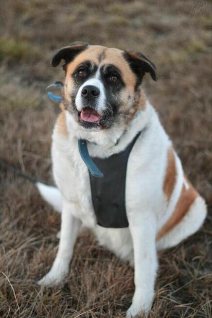 Oszałamiająca suczka Szakira