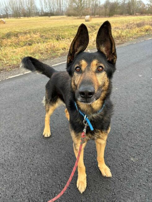 Jasper ze zjawiskowymi uszami