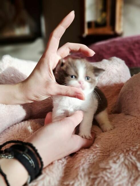 Kot Brytyjski kocurek