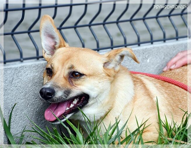 Roko – schronisko to nie miejsce dla strachliwych piesków